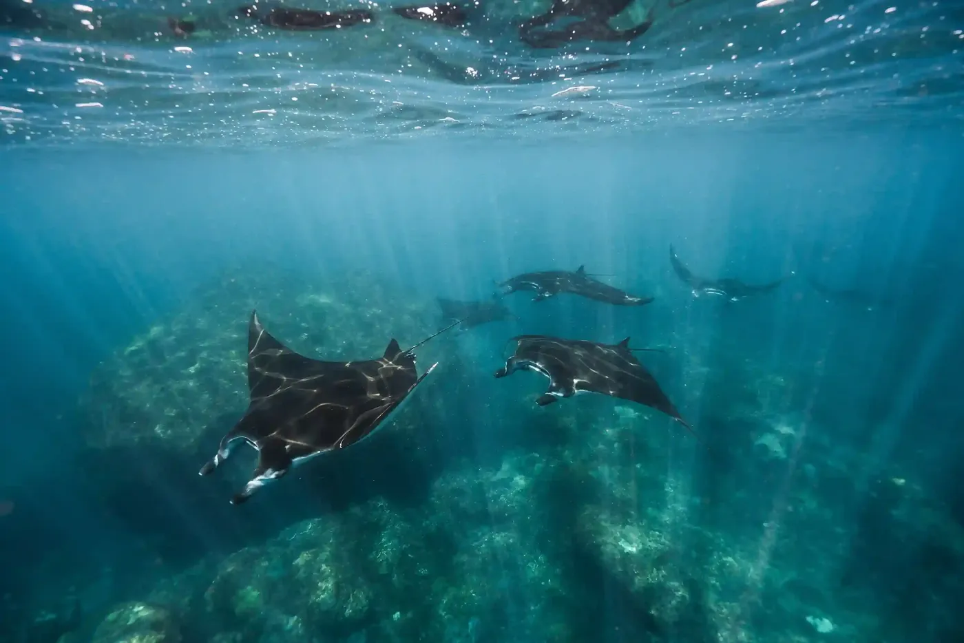 峇里島浮潛潛水套餐|Manta魔鬼魚+藍夢島+沉船